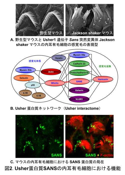 図2.Usher蛋白質SANSの内耳有毛細胞における機能