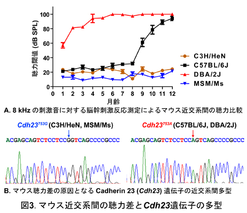 図3.マウス近交系間の聴力差とCdh23遺伝子の多型