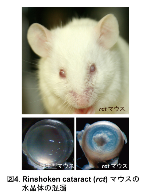 東京都医学総合研究所 哺乳類遺伝プロジェクト 東京都医学総合研究所 哺乳類遺伝プロジェクト