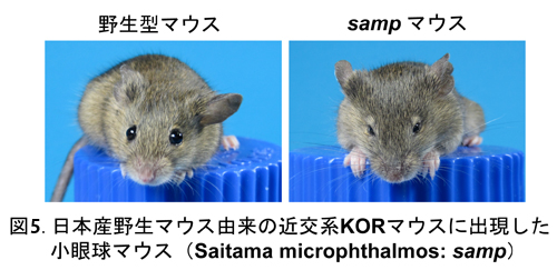 東京都医学総合研究所 哺乳類遺伝プロジェクト 東京都医学総合研究所 哺乳類遺伝プロジェクト