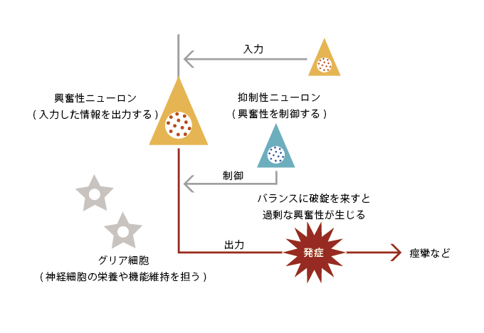 図4. 神経細胞の興奮と抑制のバランス