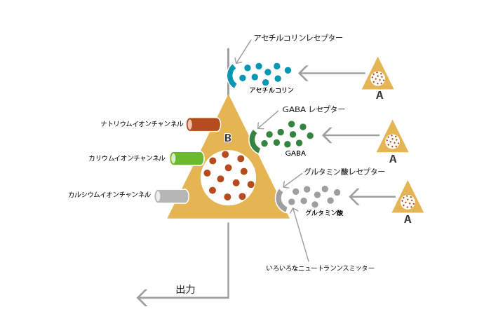 図5. イオンチャンネルとレセプター 