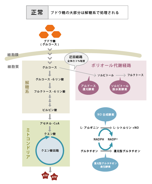 図6. 糖尿病によるポリオール代謝亢進1