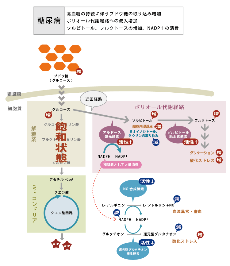 図6. 糖尿病によるポリオール代謝亢進2