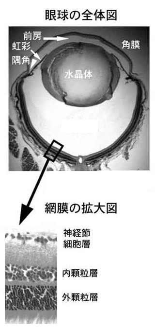 図7. マウス眼球の構造