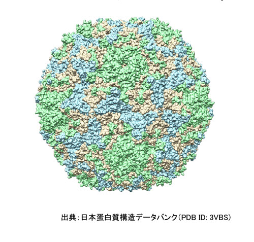 エンテロウイルス71粒子