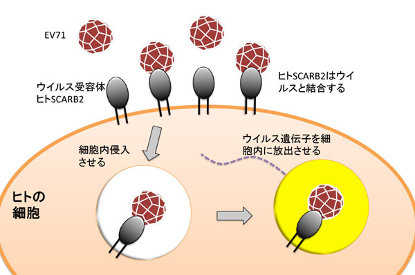 エンテロウイルス71受容体の研究