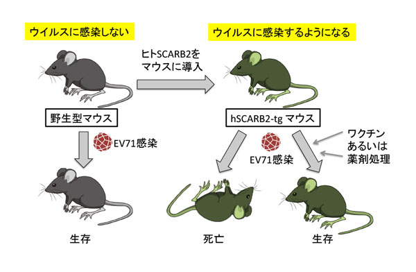 エンテロウイルス感受性マウスモデルの開発