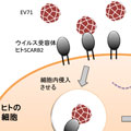 エンテロウイルス７１受容体の研究
