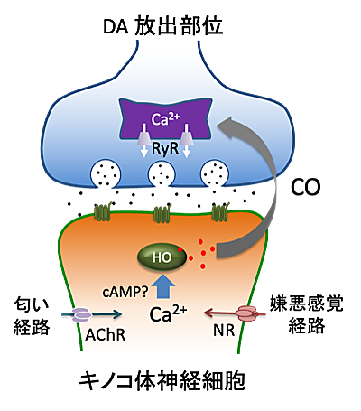 図2 非典型的DA伝達