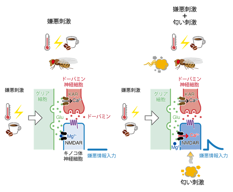 図３グリア細胞による感覚情報の伝達