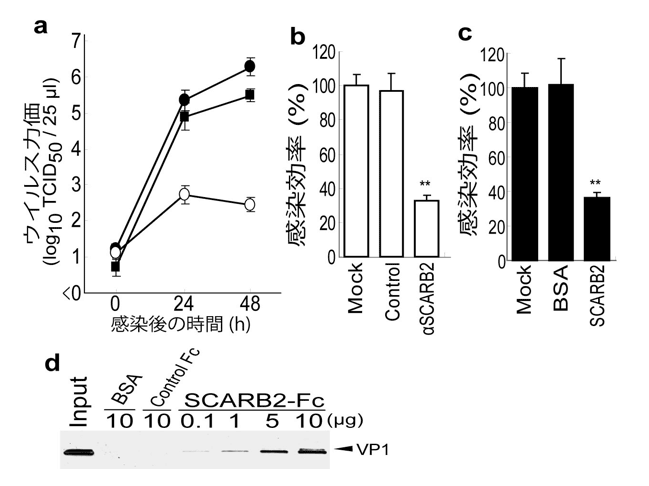 図１：SCARB2がエンテロウイルス71の受容体として機能する