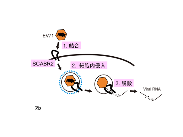 図2 EV71感染成立におけるSCARB2の機能。