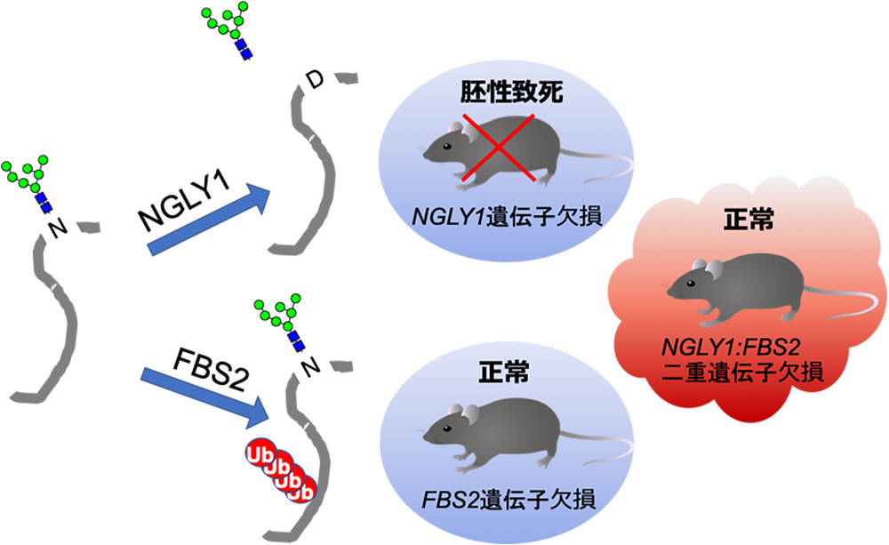 図2. NGLY1とFBS2の糖タンパク質に対する作用機序と遺伝子欠損マウスの表現型
