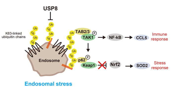 図2.エンドソームストレスと下流のシグナル伝達経路