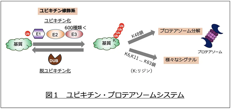 図1.ユビキチン・プロテアソームシステム