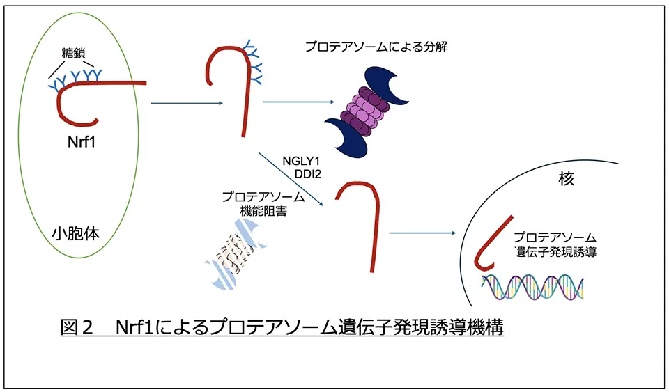 図2.Nrf1によるプロテアソーム遺伝子発現誘導機構