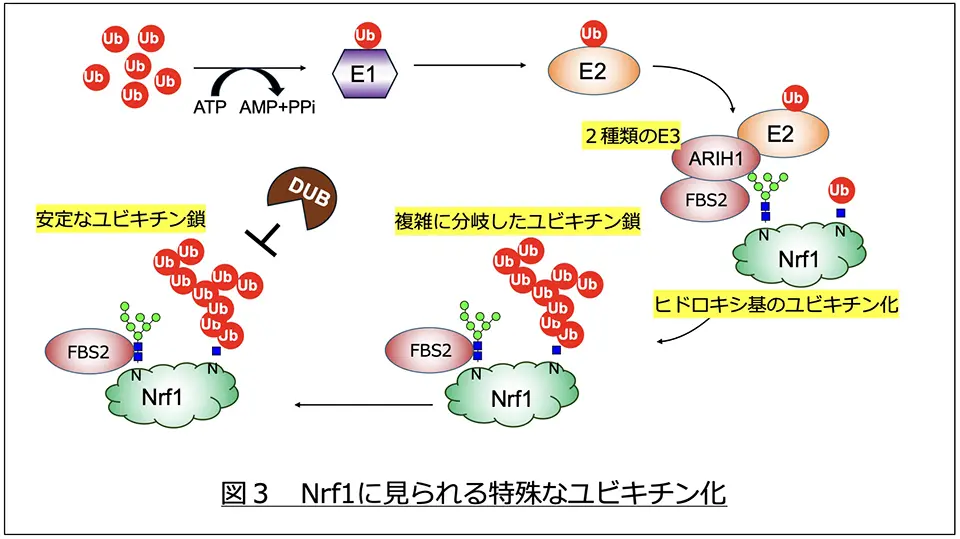 図3.Nrf1に見られる特殊なユビキチン化