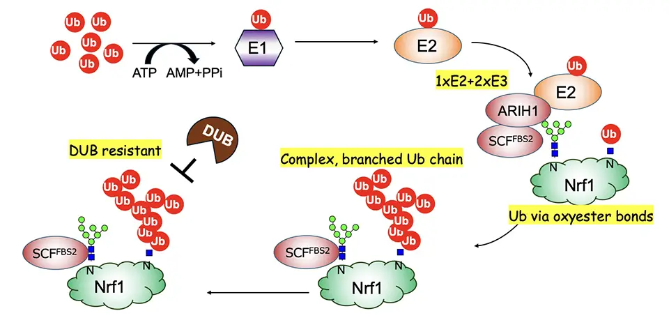 Fig：Unique ubiquitination of Nrf1