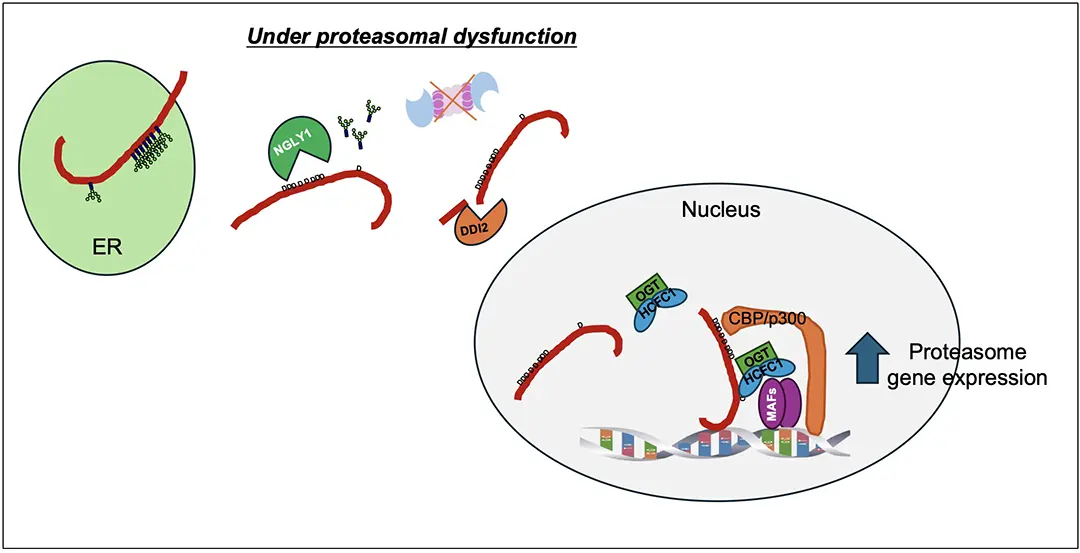 Molecular mechanism of Nrf1 activation mediated by NGLY1-dependent sequence editing.