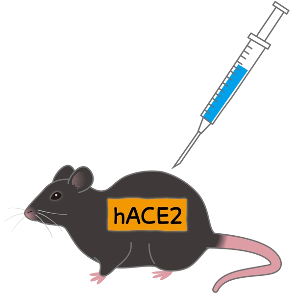 hace2モデル