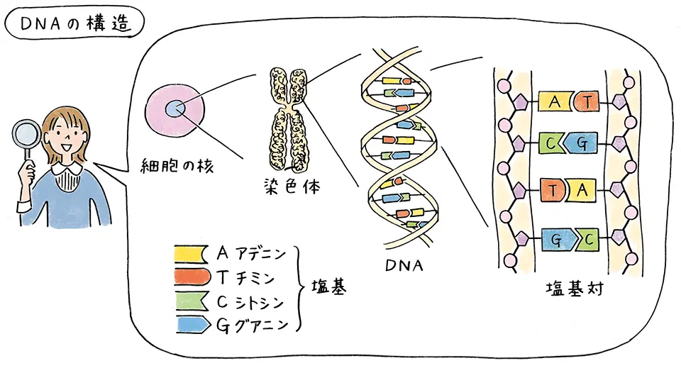 イラスト1:DNAの構造
