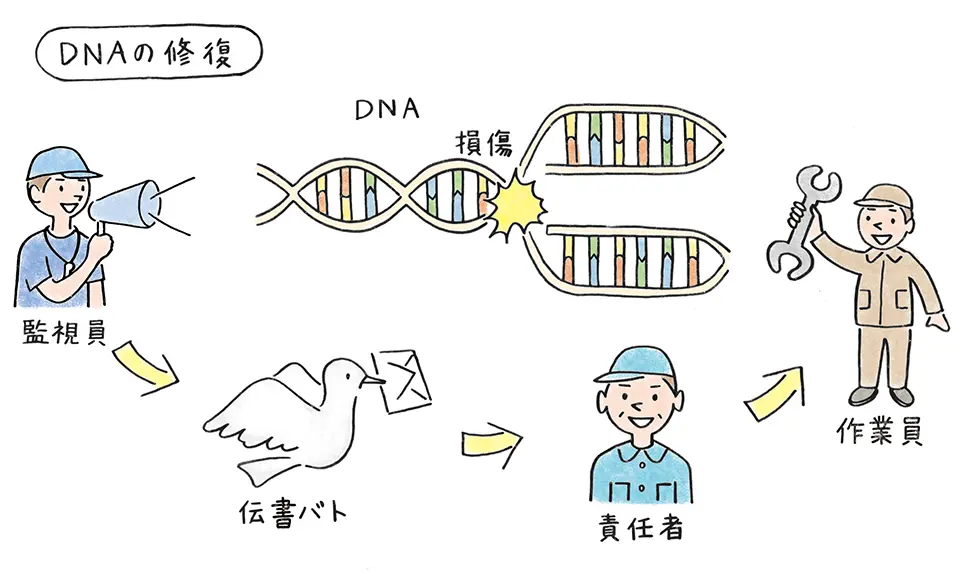 DNAの修復