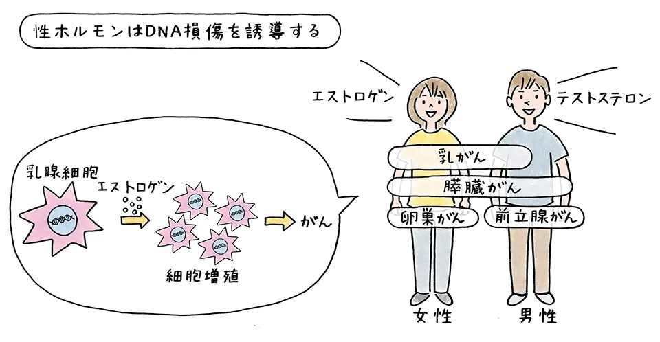 性ホルモンはDNA損傷を誘導する