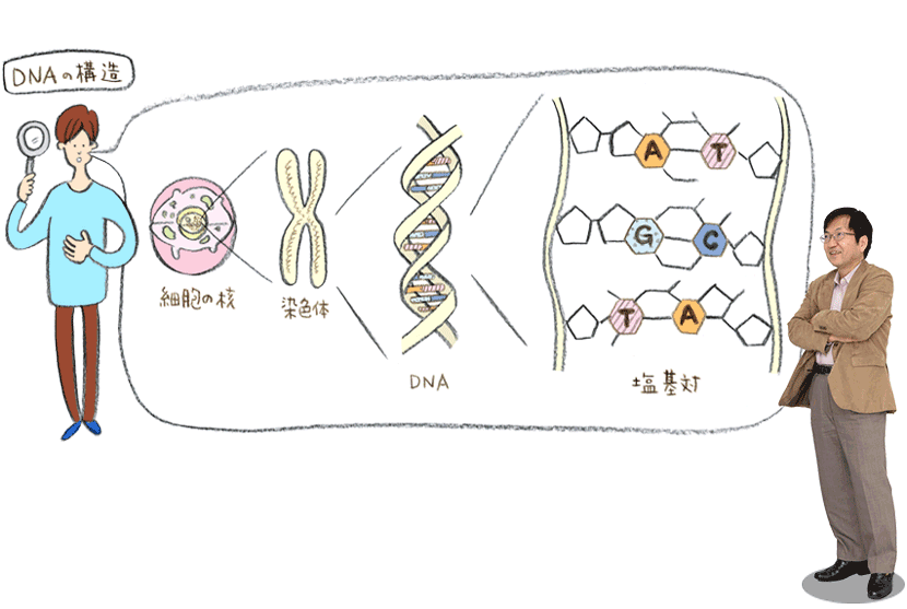 DNAの構造