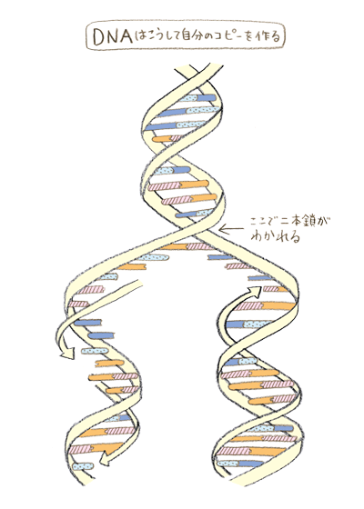 未来を話そう！研究紹介｜ゲノム動態プロジェクト｜正井久雄 プロジェクトリーダー｜東京都医学総合研究所