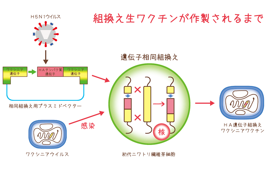 組換え生ワクチンが作成されるまで