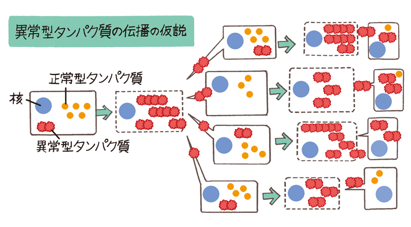 異常タンパク質の伝播の仮説