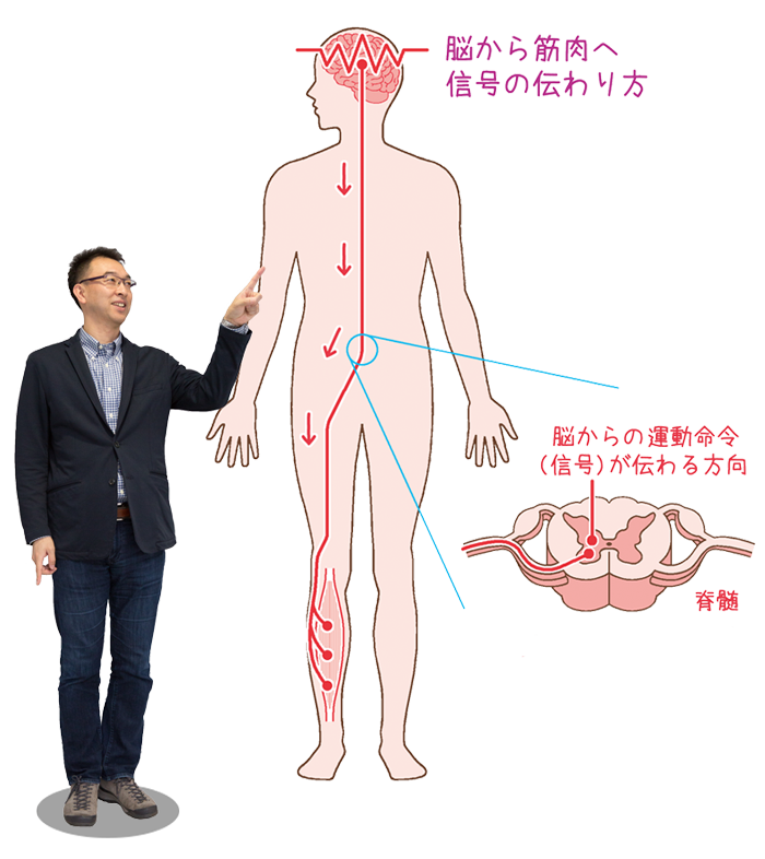 脳から筋肉へ信号の伝わり方