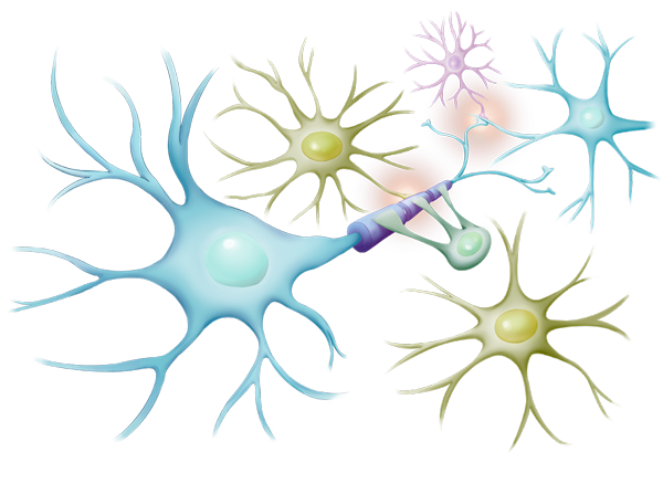 神経細胞とグリア細胞