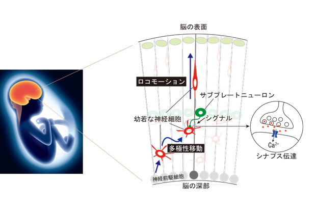 右に視界がずれるプリズムレンズをかけたとき