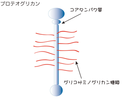 プロテオグリカン