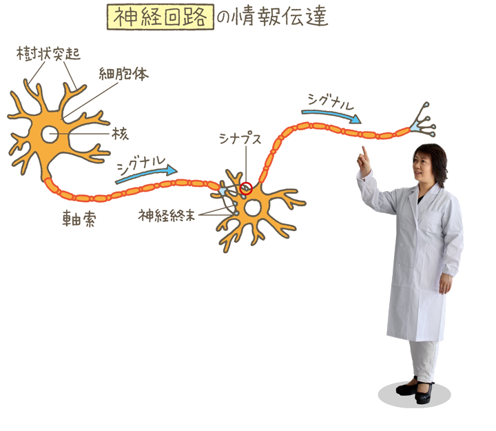 神経回路の情報伝達