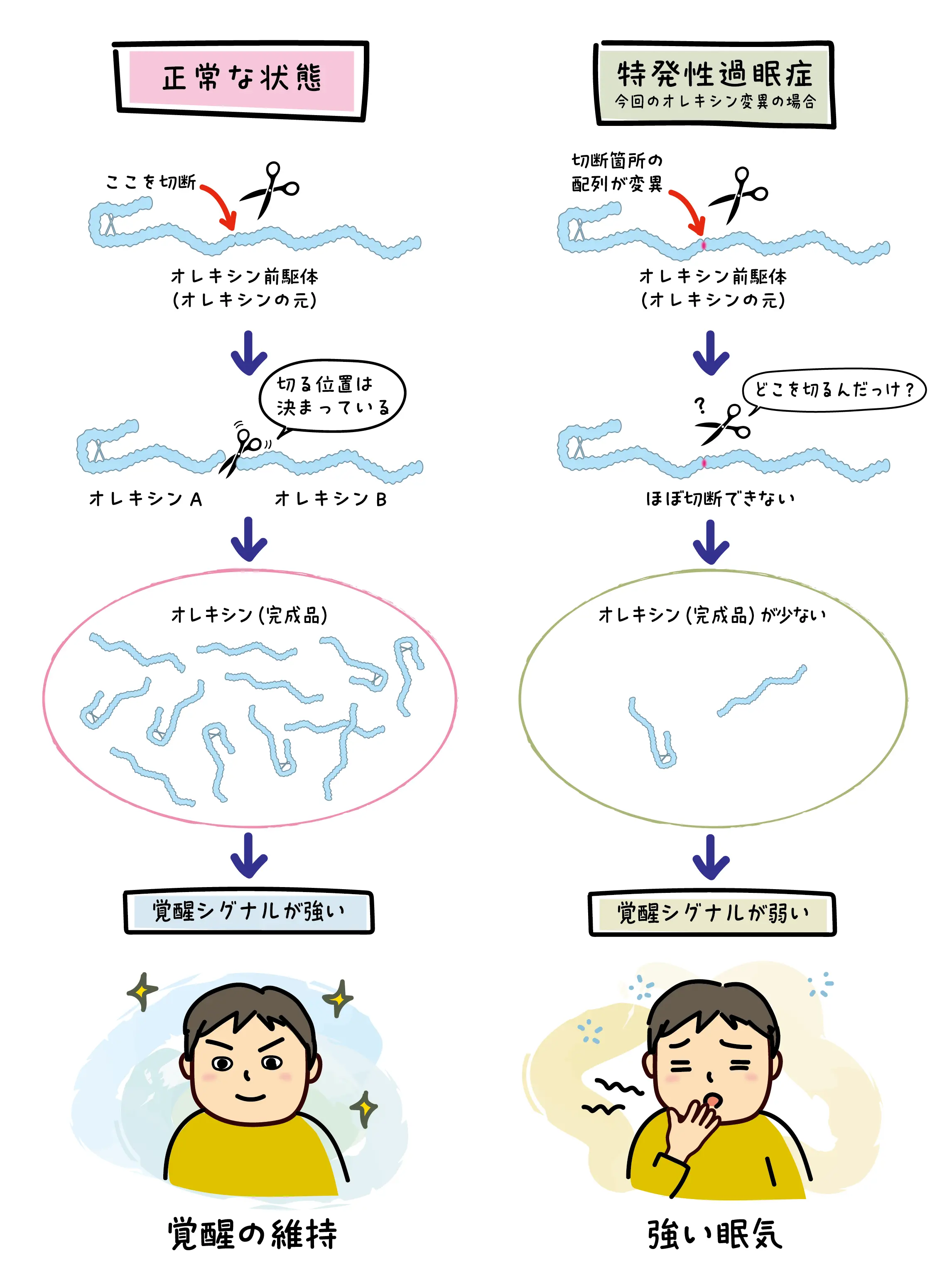 オレキシンと特発性過眠症のメカニズム