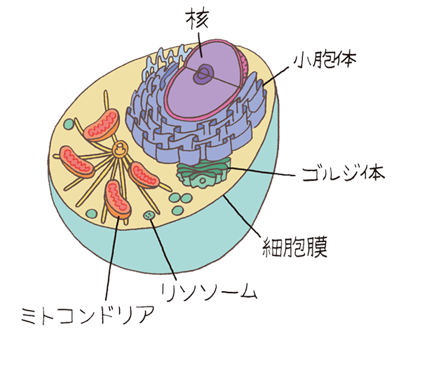細胞小器官