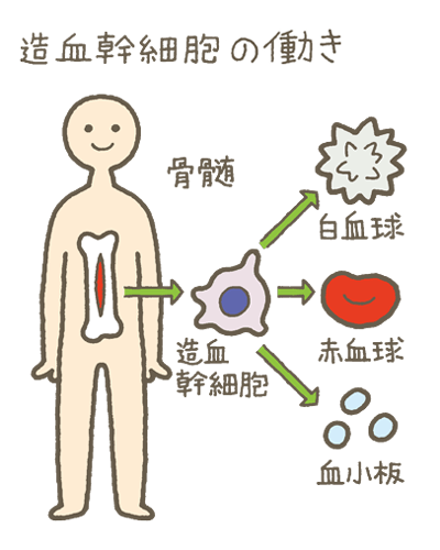 造血幹細胞の働き