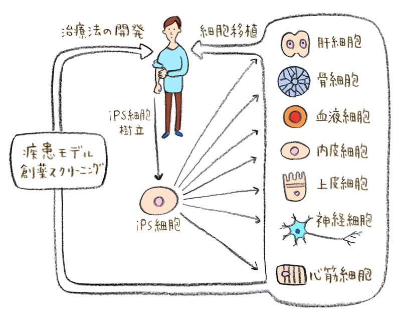 iPS細胞技術