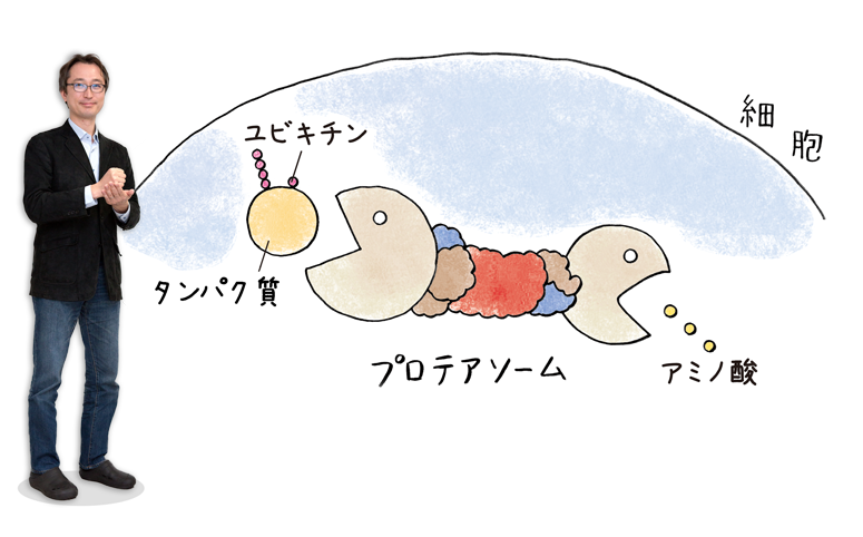 ユビキチン・プロテアソーム系
