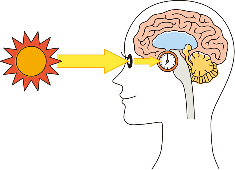 目が朝の光を感知し、その情報が脳の中心部にある「視交叉上核」に伝えられることで、概日時計のずれが24時間に合わせられる