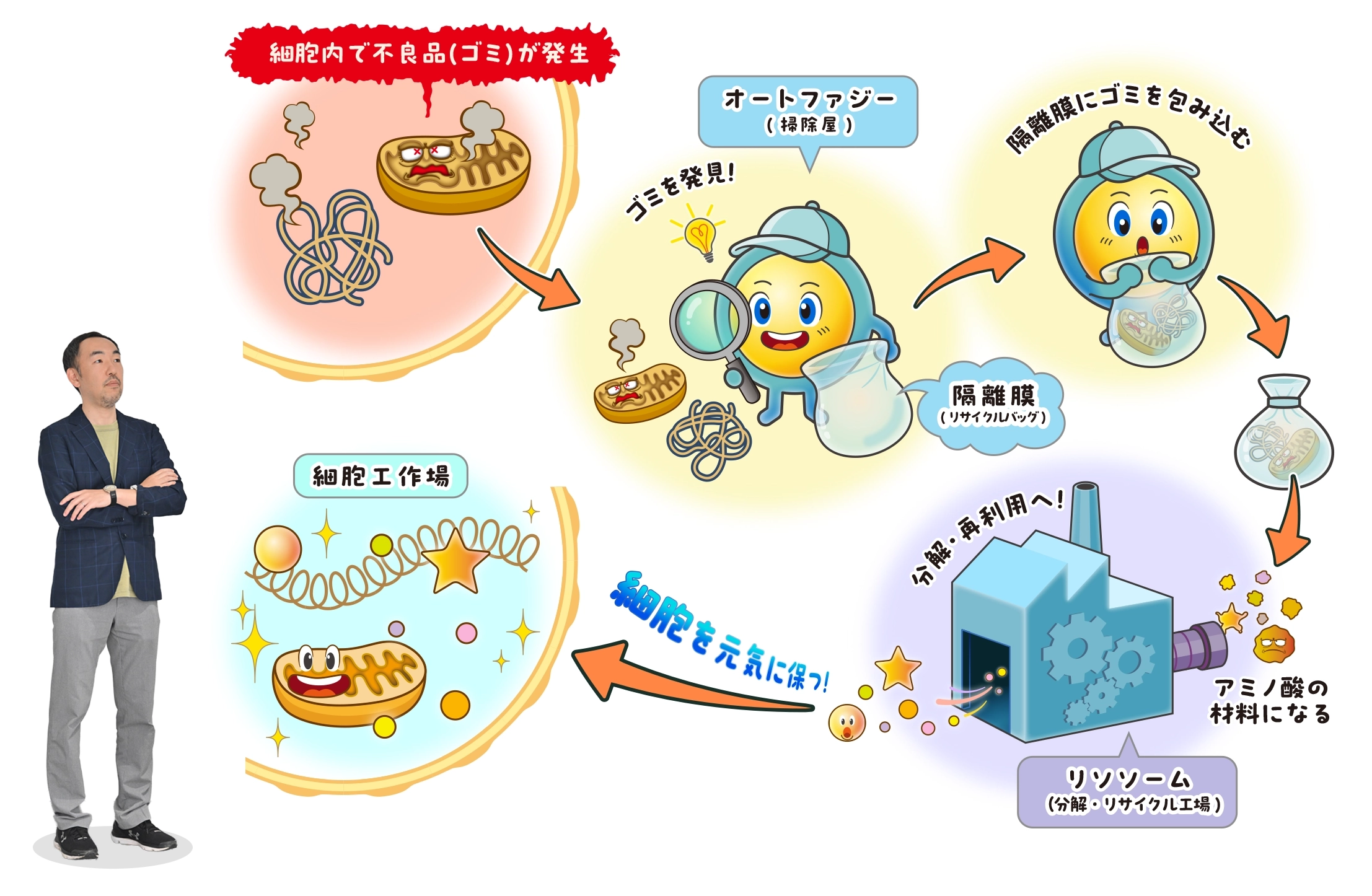 図解：細胞の中の「工場」と「掃除屋」