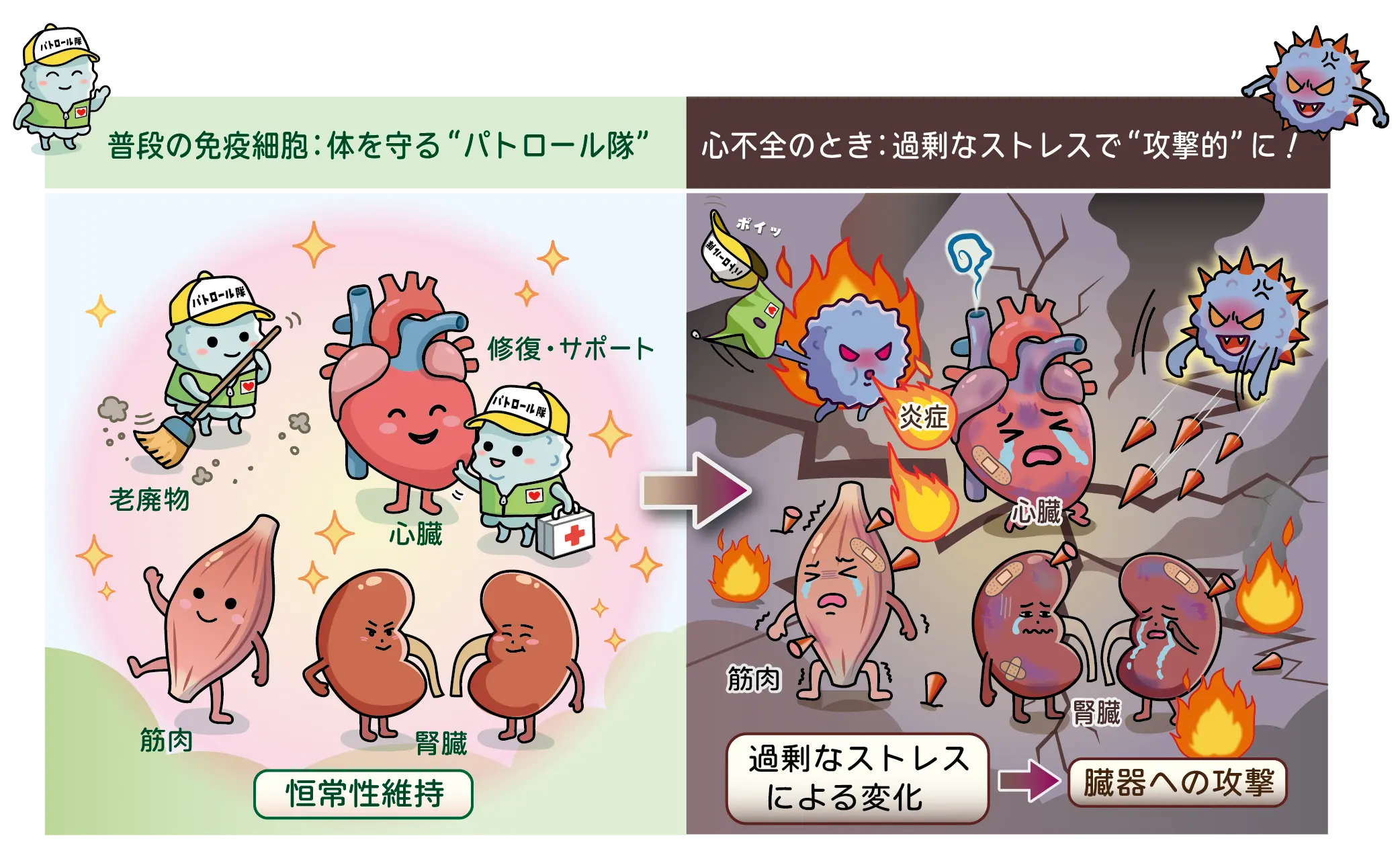 イメージ図:普段の免疫細胞と心不全のときの免疫細胞の違い