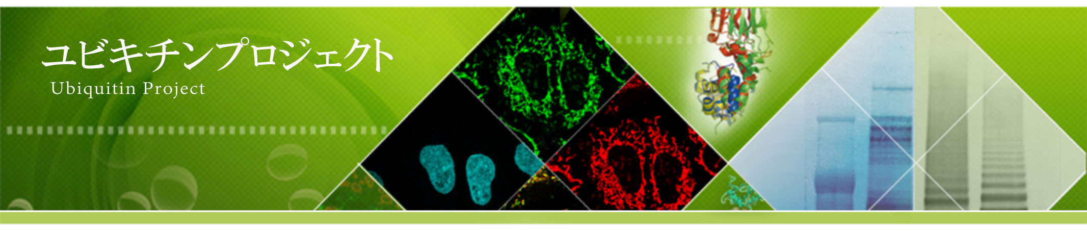 ユビキチンプロジェクト