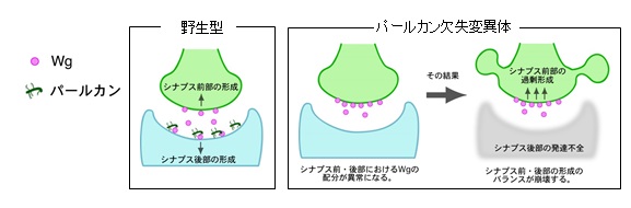 図