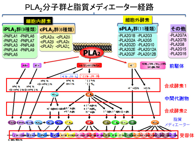 PLA2分子群と脂質メディエーター経路