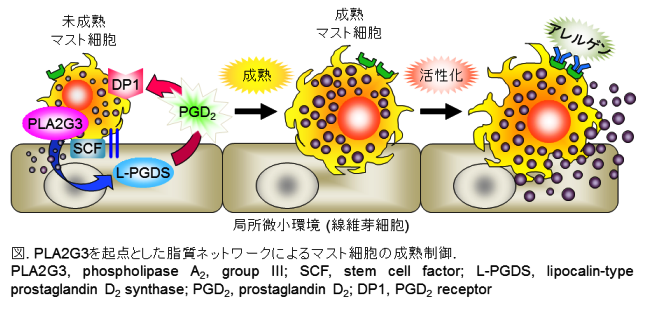 マスト 細胞 と は