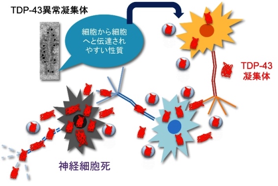 図 異常なTDP-43凝集物による神経細胞死のメカニズム
